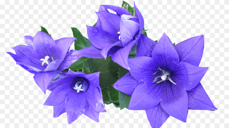 Blue Flower, Geranium, Plant Free Transparent Png