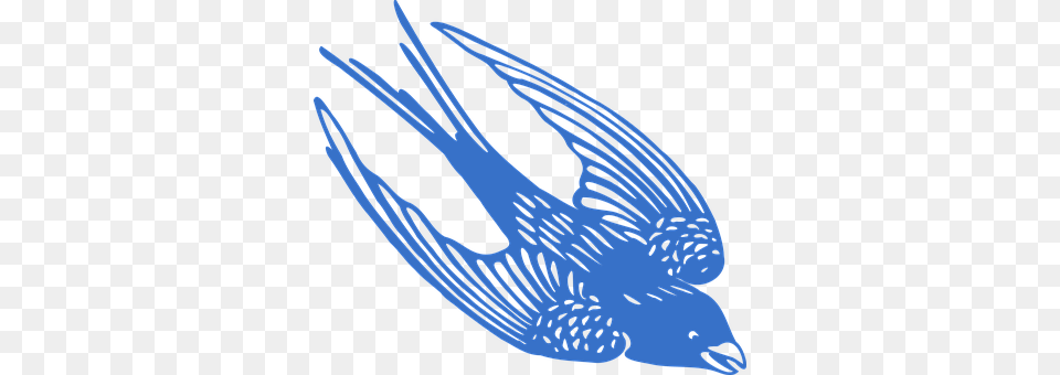 Blue Animal, Beak, Bird Free Transparent Png