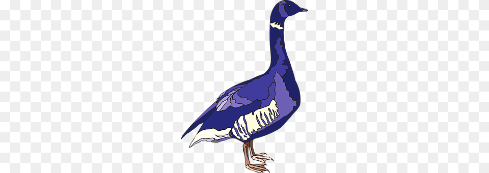 Blue Animal, Bird, Goose, Waterfowl Png Image