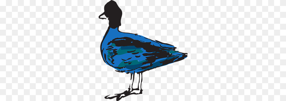 Blue Animal, Bird, Beak, Adult Png Image