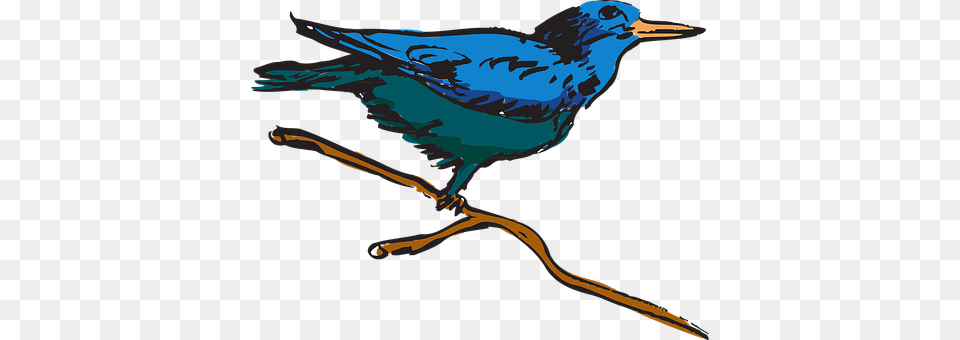 Blue Animal, Bird, Jay, Beak Png