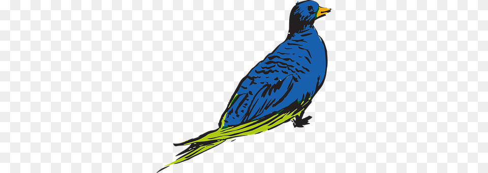 Blue Animal, Bird, Parakeet, Parrot Png Image
