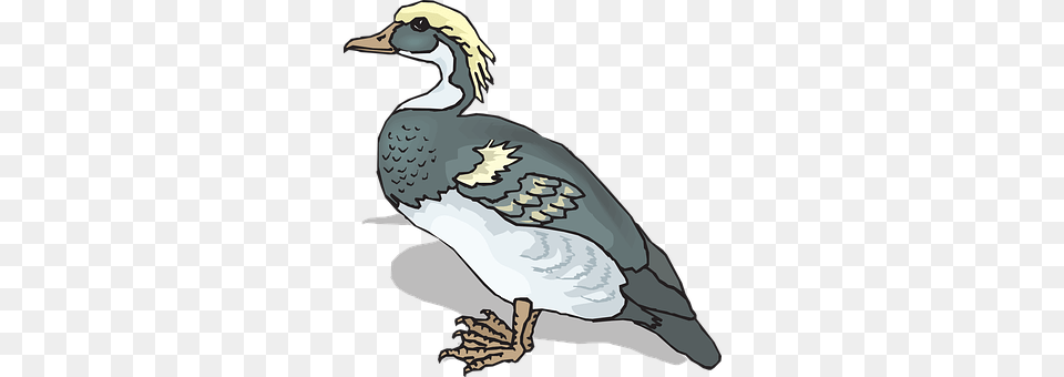 Blue Animal, Anseriformes, Bird, Waterfowl Png