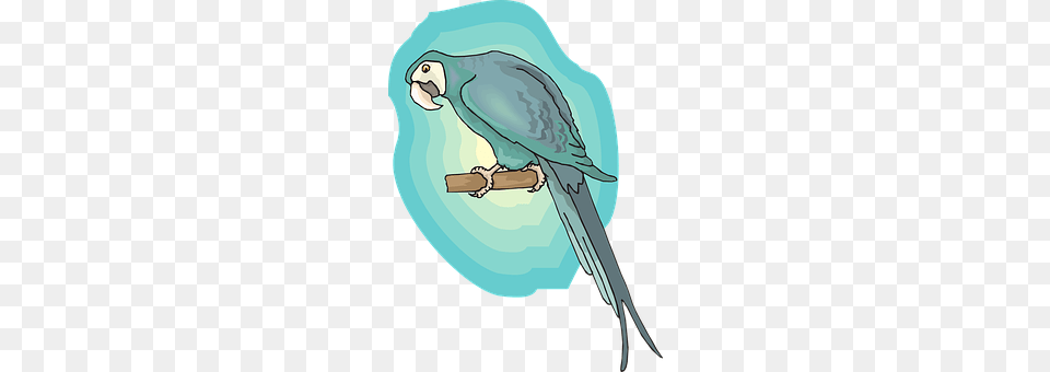 Blue Animal, Bird, Parakeet, Parrot Free Png Download