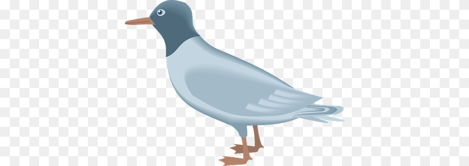Blue Animal, Bird, Seagull, Waterfowl Free Transparent Png