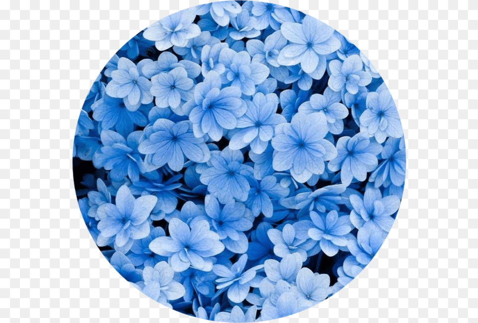 Blue Aesthetic Hd Blue Flowers Iphone Background, Flower, Petal, Plant, Photography Free Png