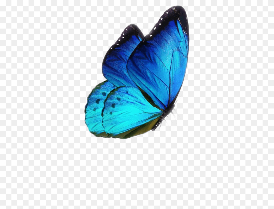 Blue Aesthetic Tumblr Butterfly Sticker By Cs Designs Butterflies, Animal, Insect, Invertebrate, Fish Free Transparent Png