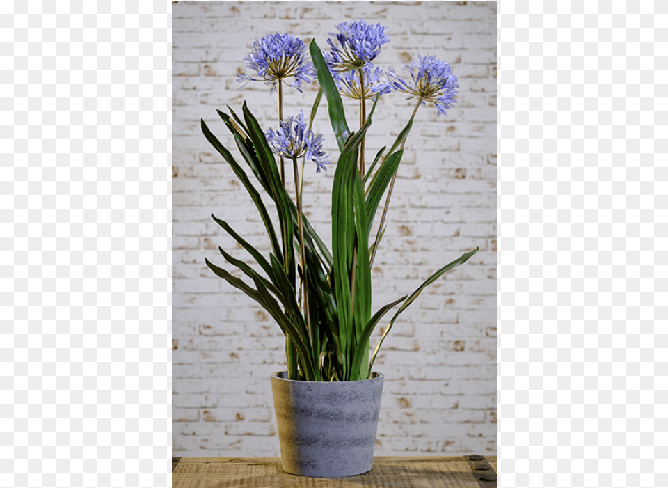Blue Agapanthus In Grey Pot Lily Of The Nile, Flower, Flower Arrangement, Plant, Ikebana Png