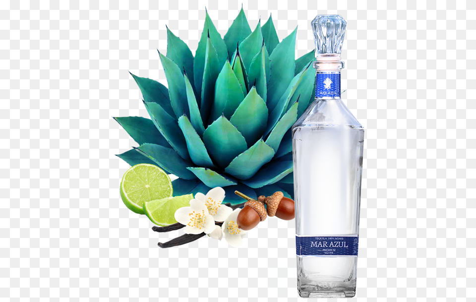 Blue Agave Plant, Alcohol, Liquor, Tequila, Beverage Png Image