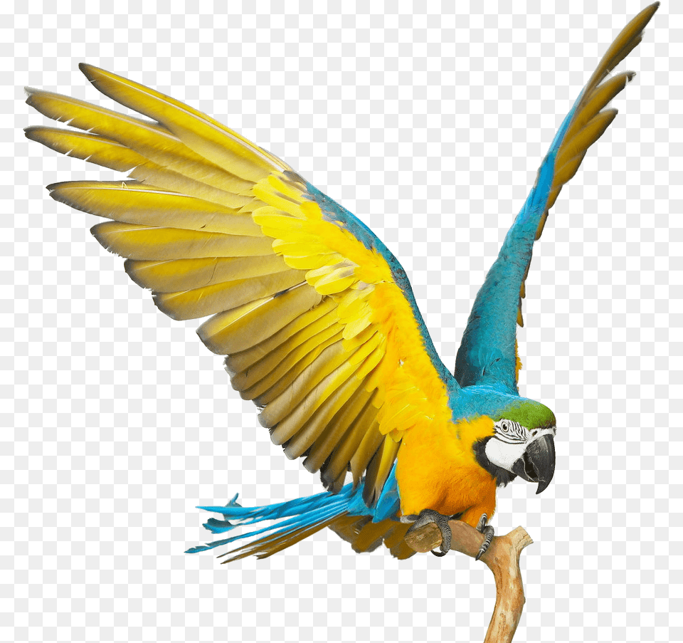 Blue And Gold Macaw, Animal, Bird, Parrot Free Png