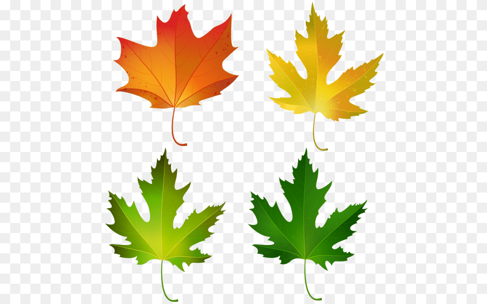 Blue And Green Decorative Leaves Images, Leaf, Plant, Tree, Maple Leaf Free Png Download
