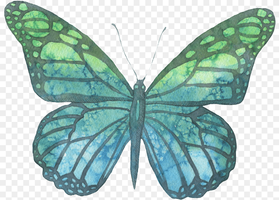 Blue And Green Hand Painted Watercolor Blue Butterfly Brandy Melville, Animal, Insect, Invertebrate Png Image