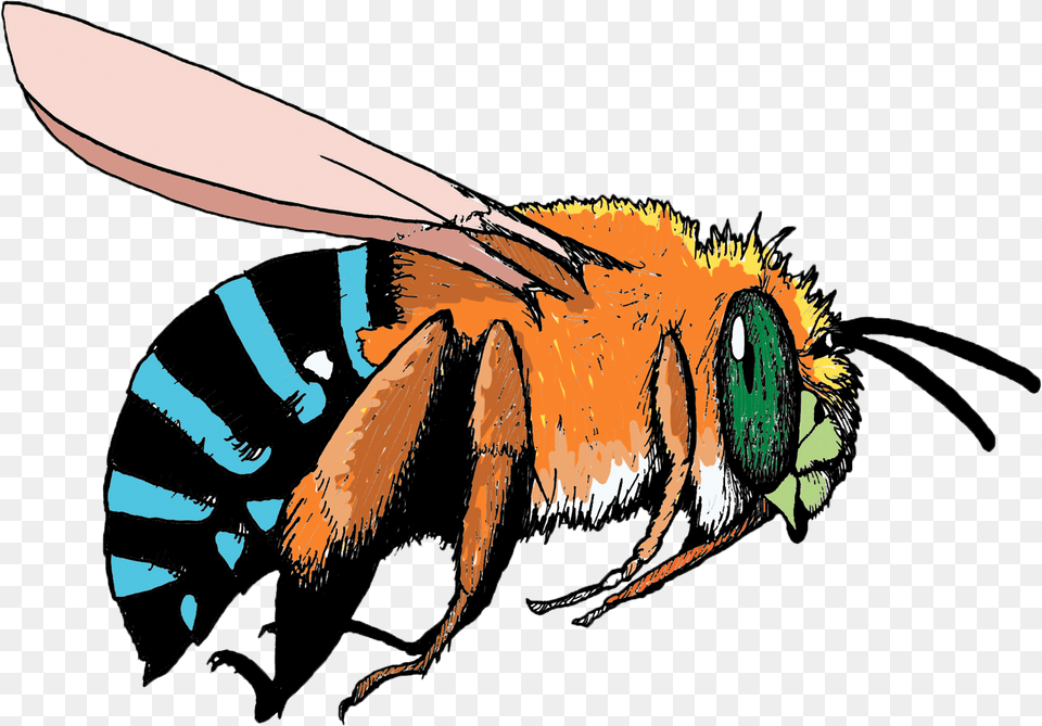 Blue And Orange Bee Hd Blue And Orange Bee, Animal, Insect, Invertebrate, Wasp Free Png Download