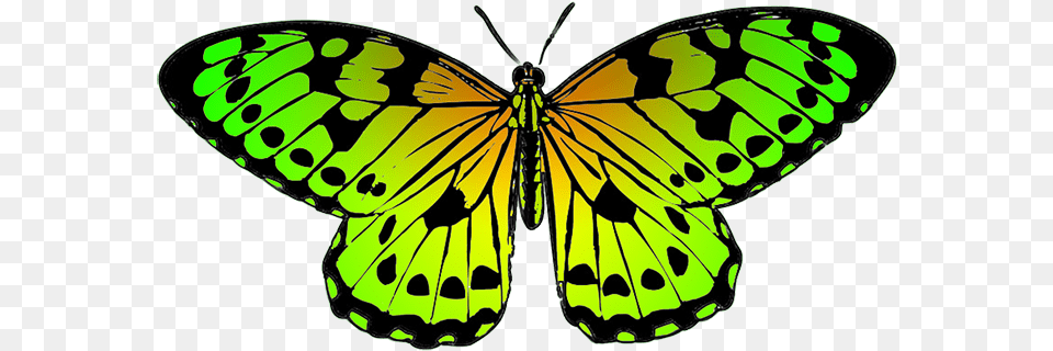 Blue And Orange Butterfly Clipart, Animal, Insect, Invertebrate Png Image