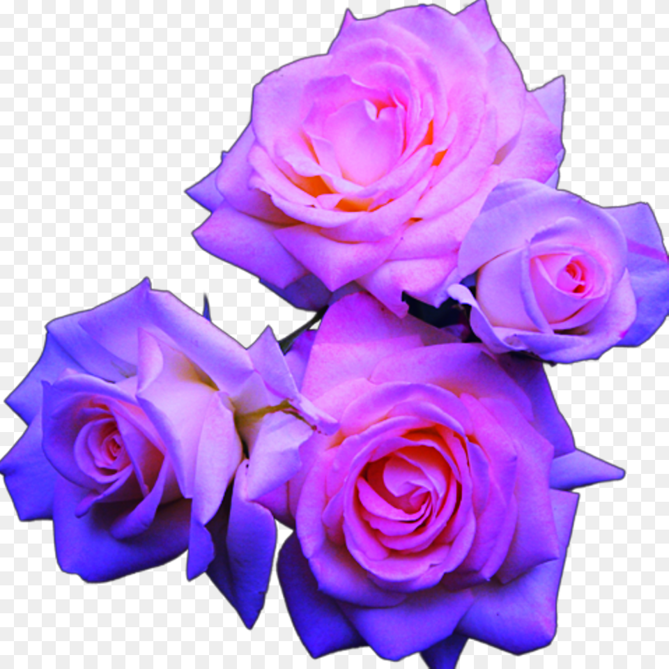 Blue And Pink Roses Purple Blue And Pink Flowers, Flower, Flower Arrangement, Flower Bouquet, Plant Png Image