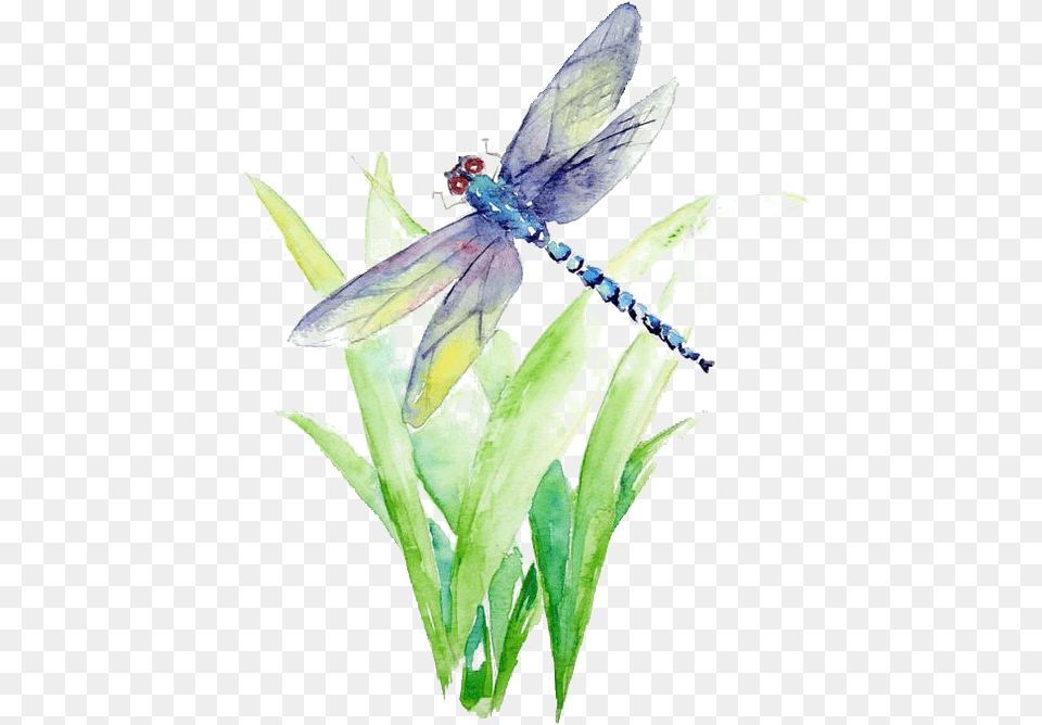 Blue And Purple Dragonfly Illustration Watercolor Painting Dragonfly Watercolor Painting, Plant, Animal, Insect, Invertebrate Free Png Download