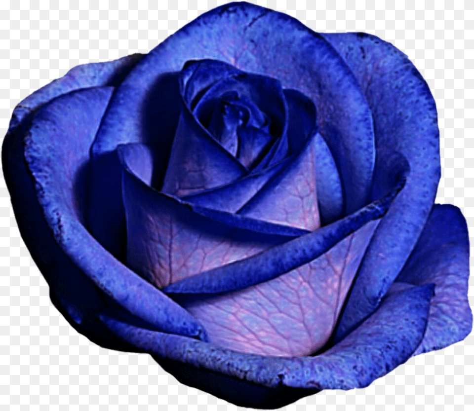 Blue And Purple Rose By Jeanicebartzen27 Blue And Purple Roses, Flower, Plant Free Png Download