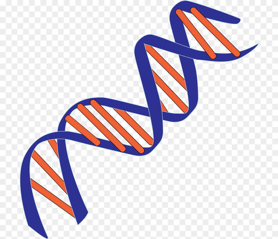 Blue And Red Dna Pictures Double Helix Deoxyribonucleic Acid, Accessories, Formal Wear, Tie, Spiral Free Png Download