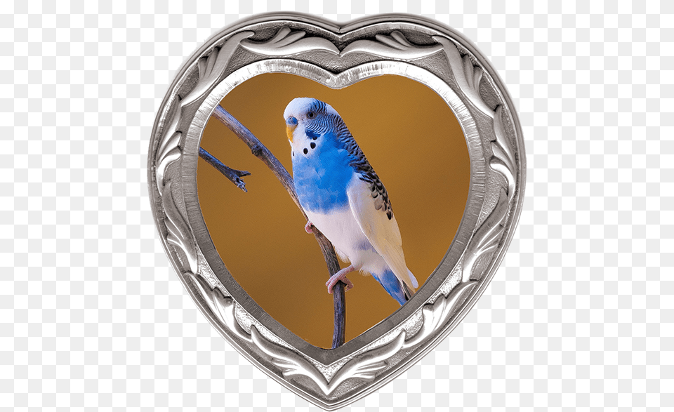 Blue And White Parrot, Animal, Bird, Parakeet Free Png Download