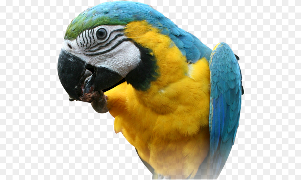 Blue And Yellow Macaw Head, Animal, Bird, Parrot Free Png