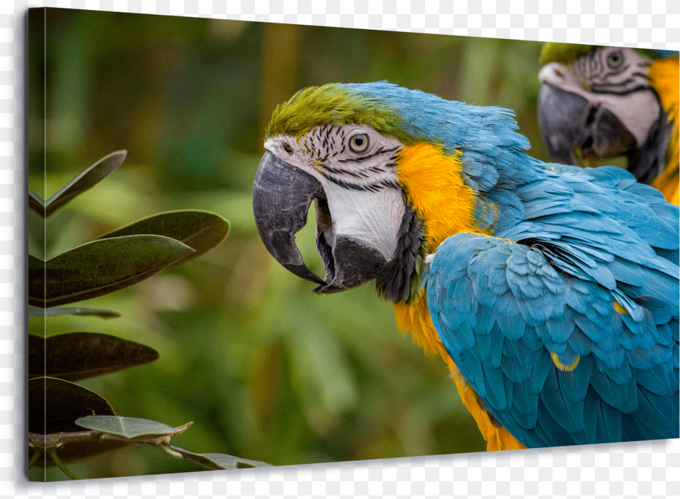 Blue And Yellow Macaw Parrot Psittacines Animal Bird Free Transparent Png