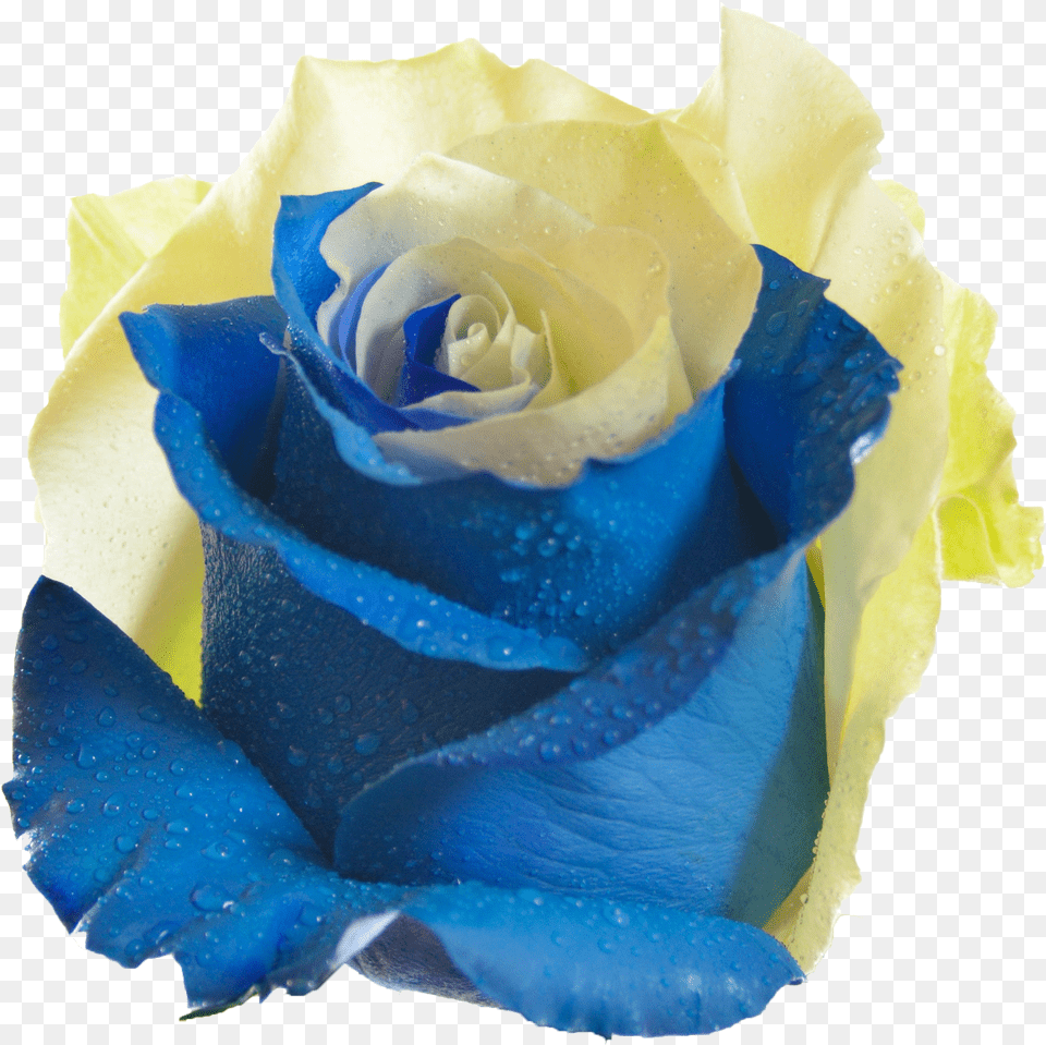 Blue And Yellow Rose Flower Rose Yellow, Plant Png Image