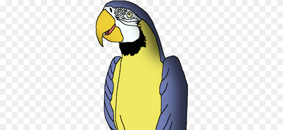 Blue Andyellow Macaw Wildlife Animal Pedia Wiki Fandom Parrots, Beak, Bird, Person, Parrot Free Transparent Png