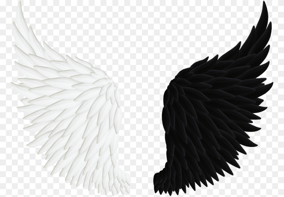 Blue Angel Wing, Animal, Bird, Eagle, Vulture Free Png Download