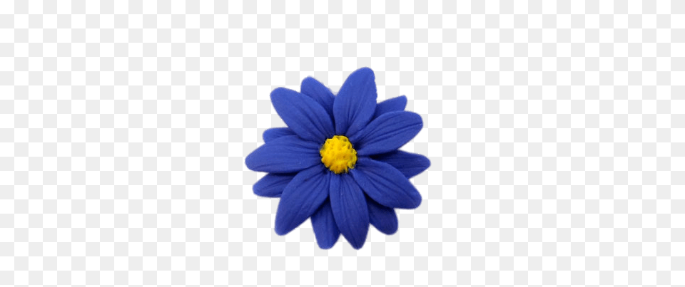 Blue Aster Jewelry, Anemone, Daisy, Flower, Petal Free Transparent Png