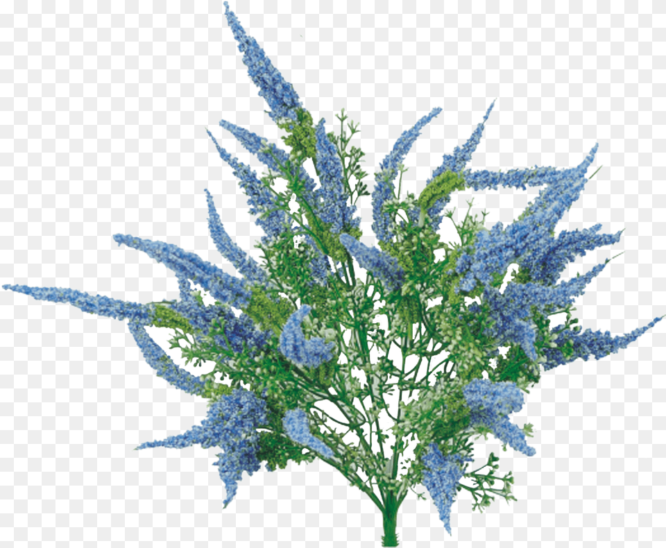 Blue Astilbe Bush Delphinium, Pattern, Plant, Accessories, Fractal Png