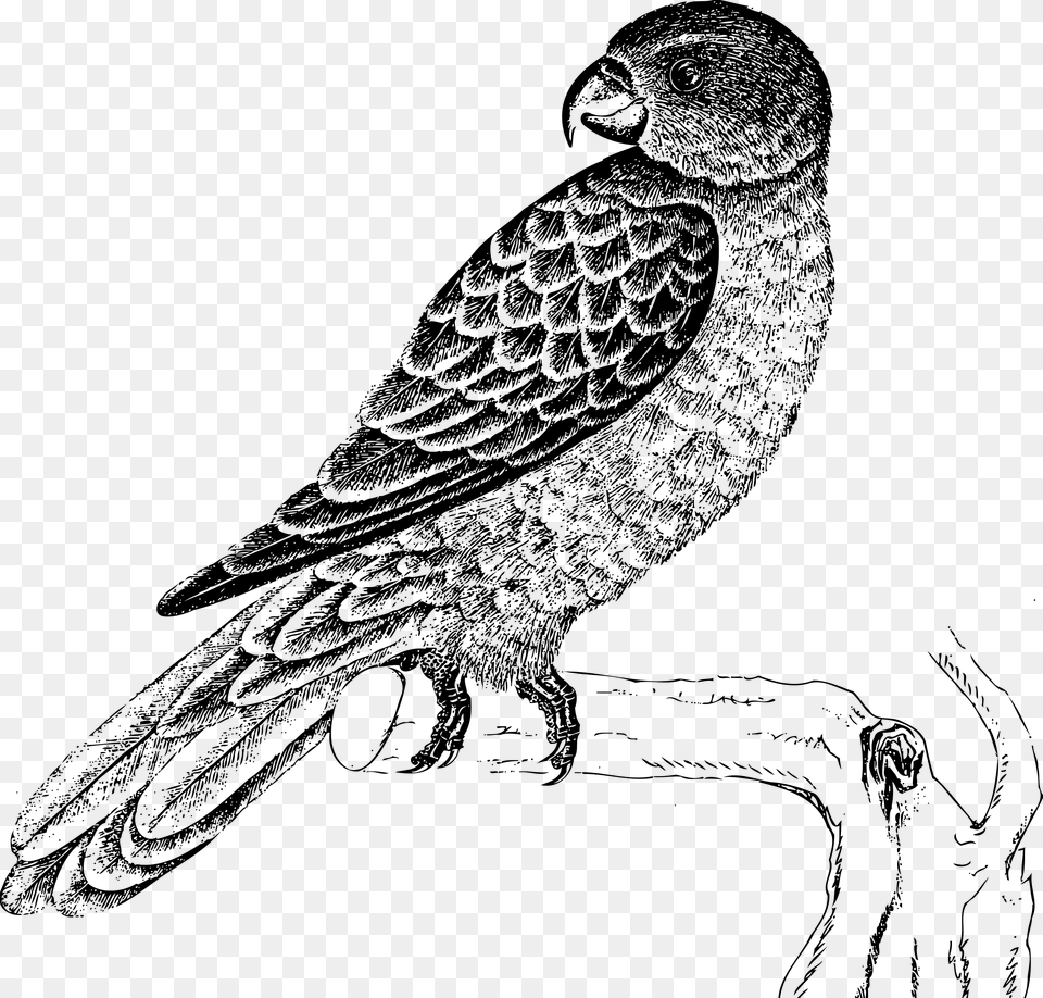 Blue Backed Parrot Clip Arts Parrot Clipart Black And White, Gray Free Png