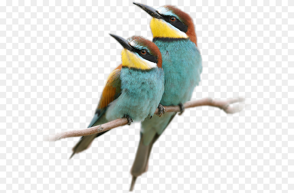 Blue Beautiful Birds Without Background, Animal, Bee Eater, Bird, Beak Free Png Download