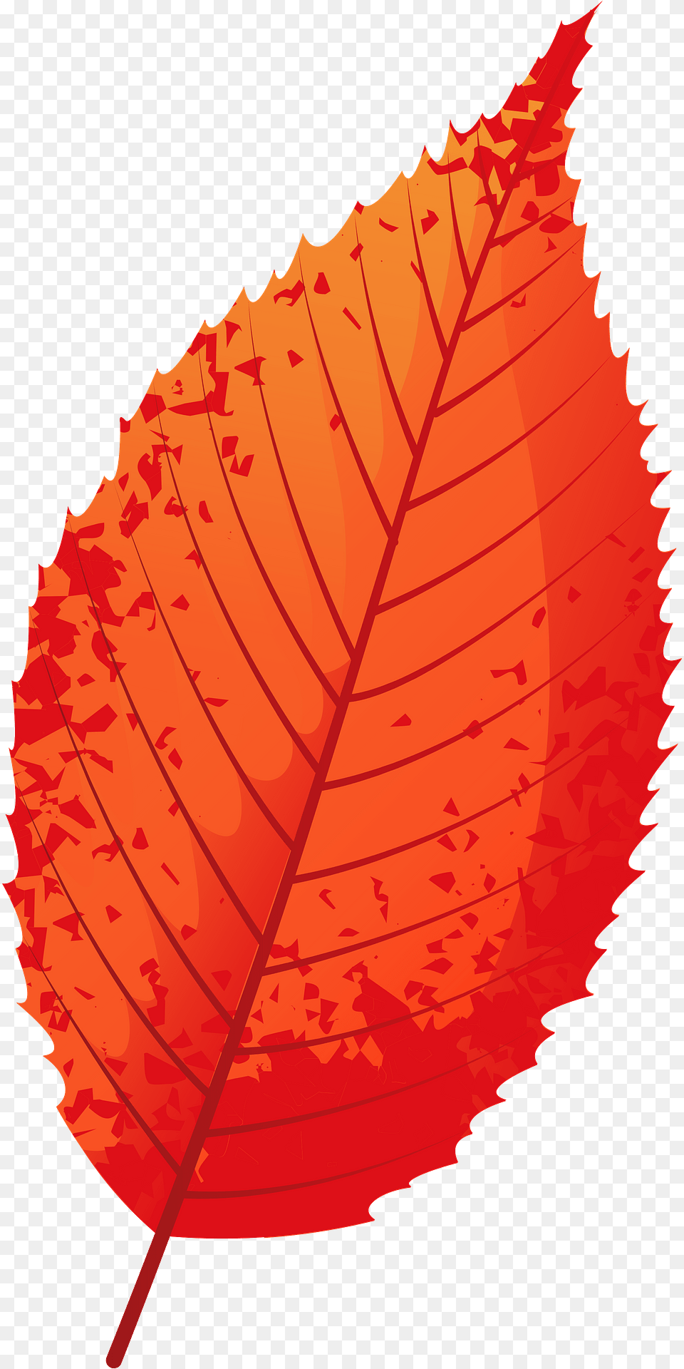 Blue Beech Autumn Leaf Clipart, Plant, Dynamite, Weapon, Tree Png