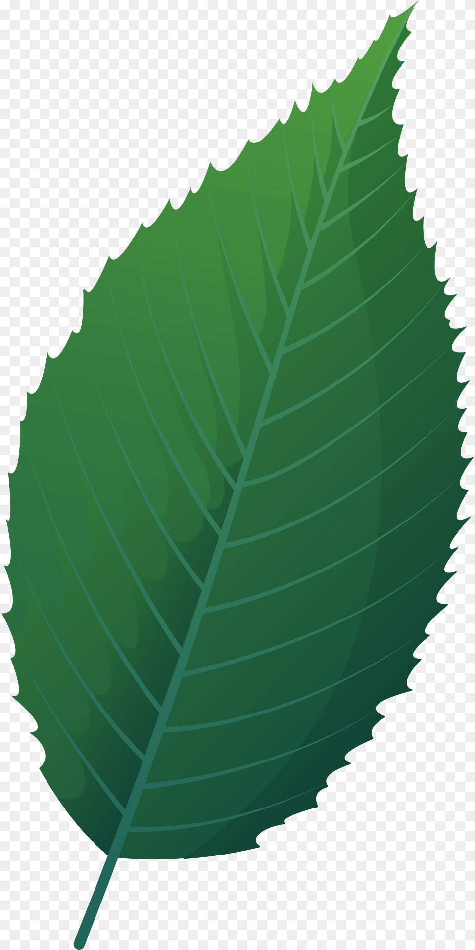 Blue Beech Spring Leaf Clipart, Plant, Green, Person Free Transparent Png