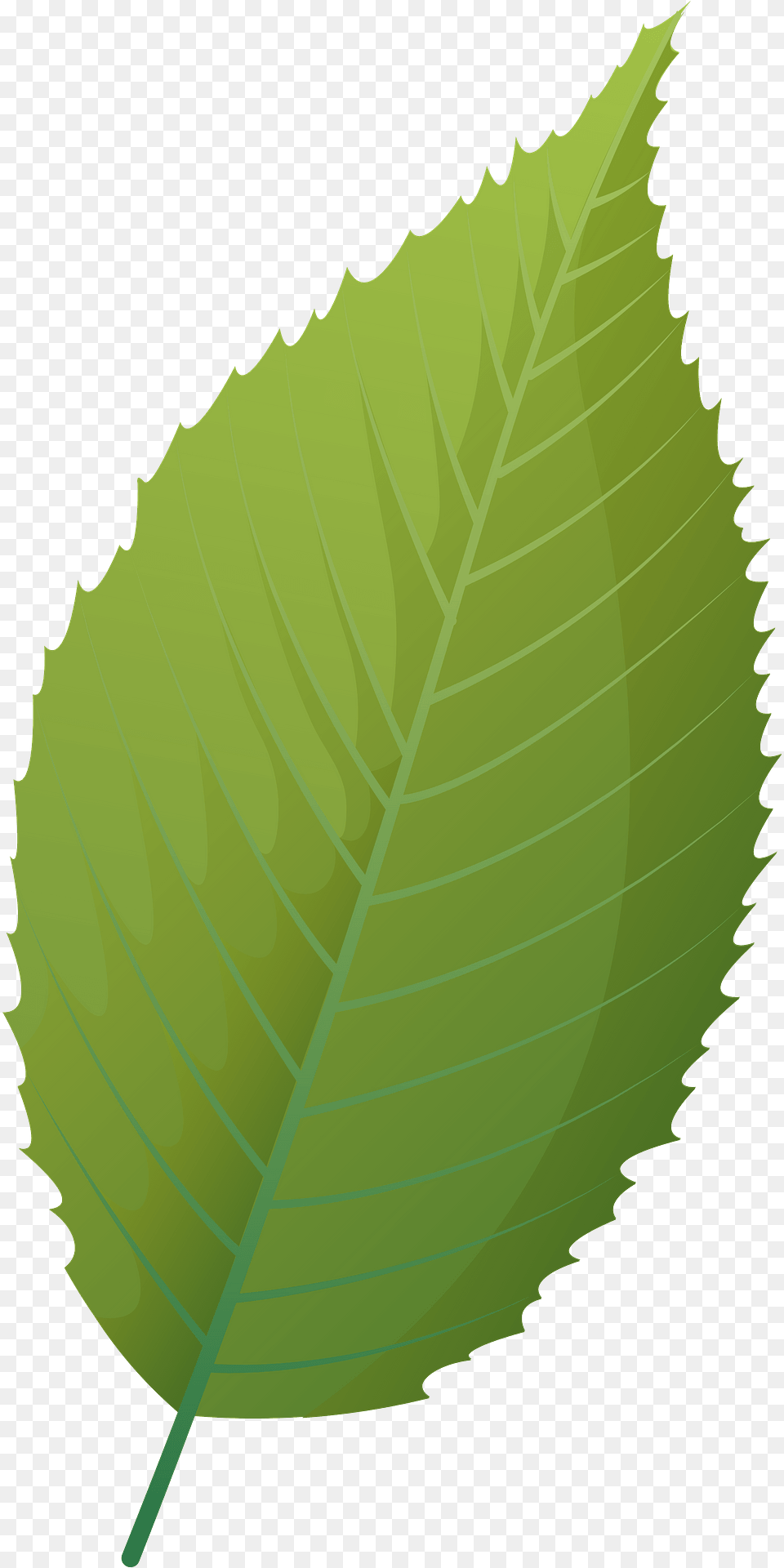 Blue Beech Summer Leaf Clipart, Plant, Person Png