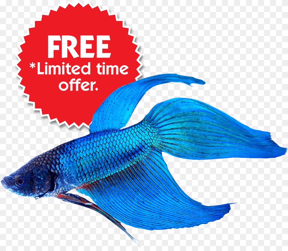 Blue Betta Fish, Animal, Sea Life Free Png
