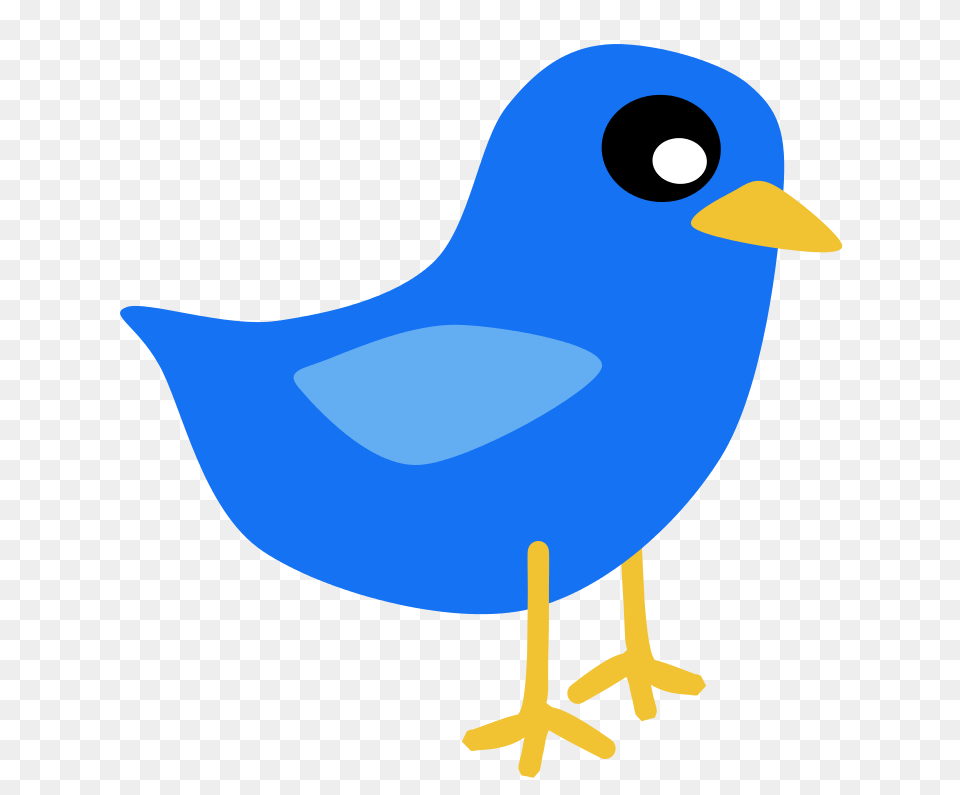 Blue Bird, Animal, Beak, Jay, Finch Free Transparent Png