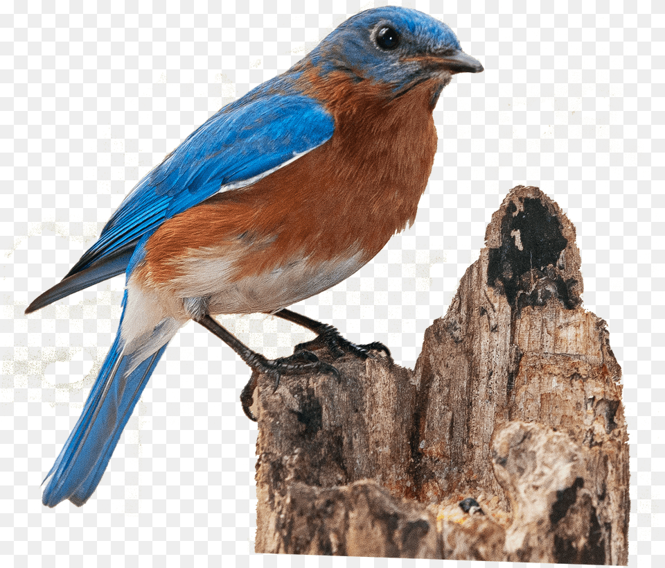 Blue Bird 4 Image Eastern Bluebird, Plant, Tree, Animal, Jay Free Png