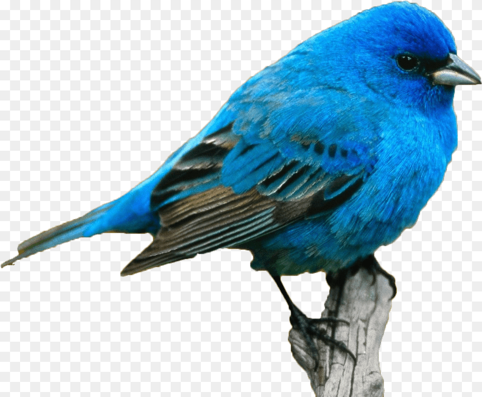 Blue Bird Download Blue Bird, Animal, Jay, Bluebird Free Transparent Png