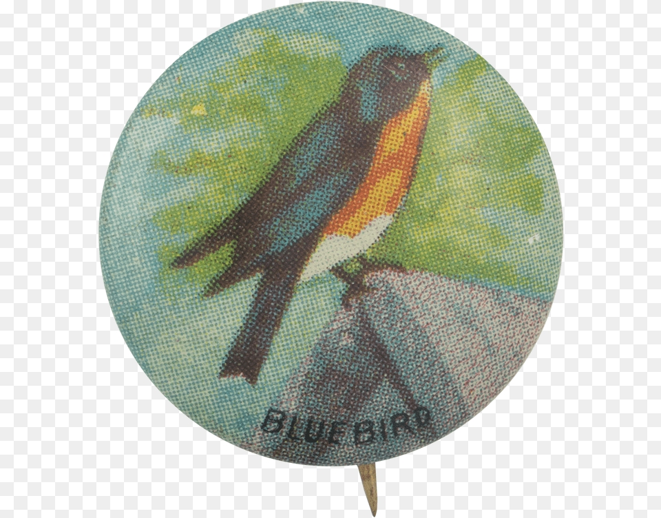 Blue Bird Finch, Animal, Robin, Person Free Transparent Png
