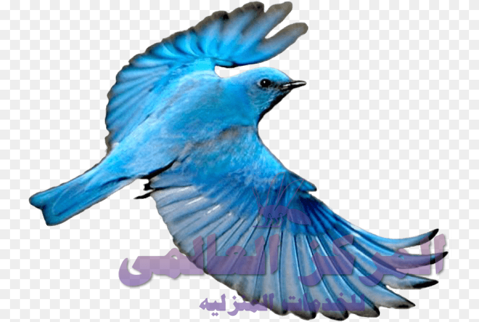Blue Bird Flying, Animal, Bluebird, Jay, Blue Jay Free Transparent Png