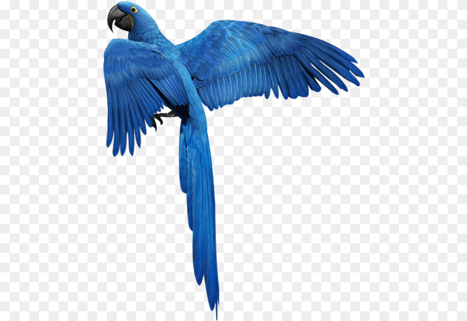 Blue Bird Flying Fly Heaven Birds Mq Blue Parrot Bird, Animal, Macaw Free Transparent Png