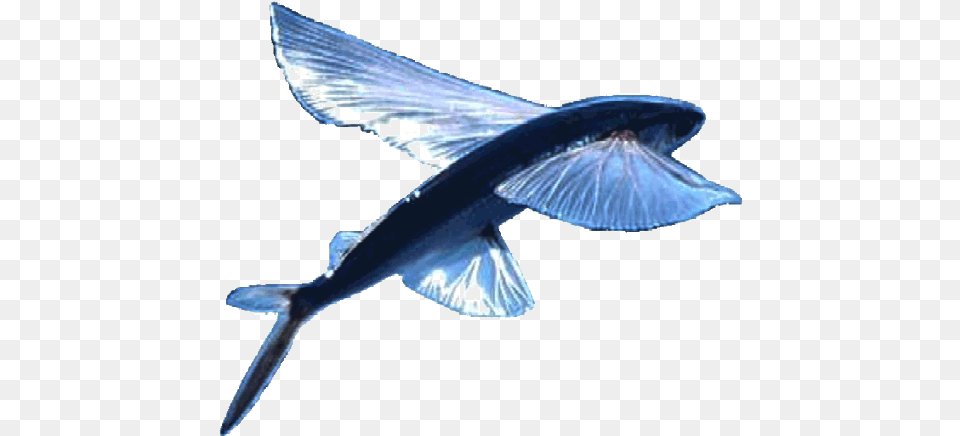 Blue Bird Flying Logo Transparent Flying Fish, Animal, Sea Life, Shark Free Png Download
