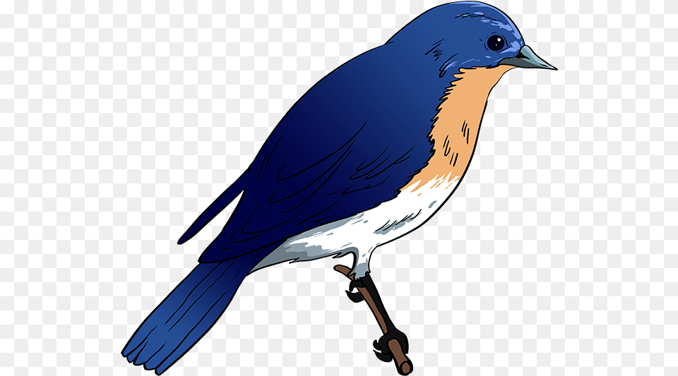 Blue Bird How To Draw Eastern Bluebird Easy Blue Bird Drawing, Animal, Jay, Blue Jay Free Transparent Png