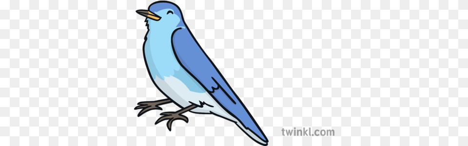 Blue Bird Illustration Twinkl Mountain Bluebird, Animal, Jay, Beak, Blade Free Png Download