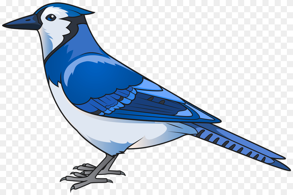 Blue Bird Transparent Clip Art, Animal, Blue Jay, Bluebird, Jay Free Png