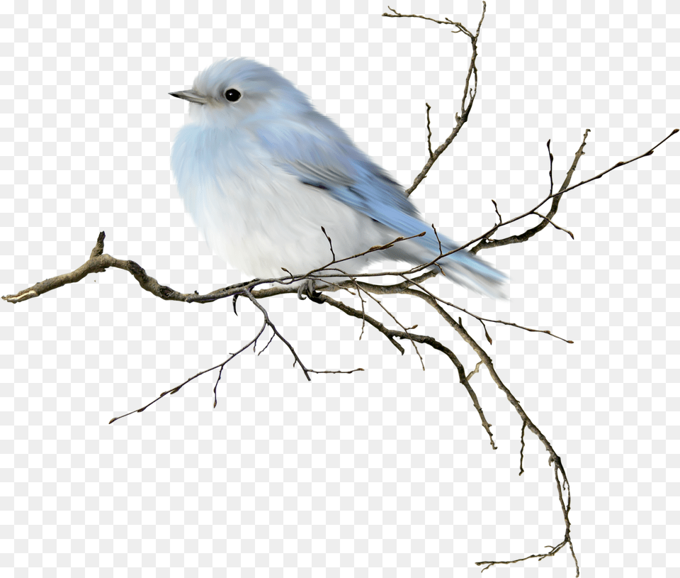 Blue Bird Watercolor, Animal, Jay, Bluebird Free Png