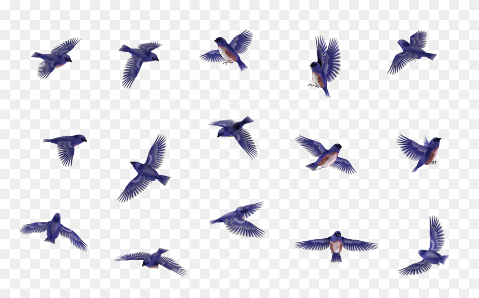Blue Birds Image, Animal, Bird, Flying Png