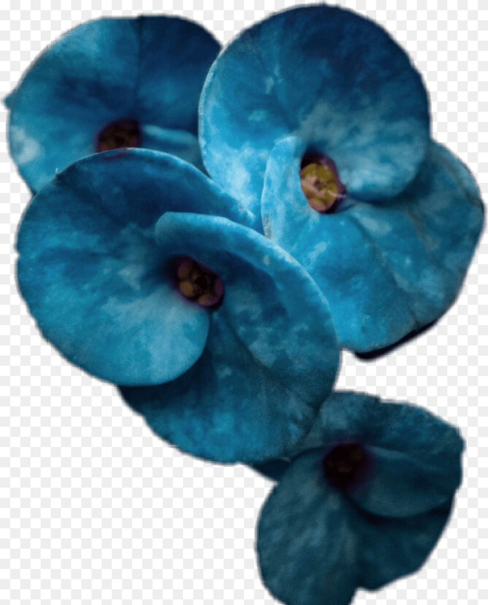 Blue Blueflower Blossom, Flower, Geranium, Petal, Plant Png