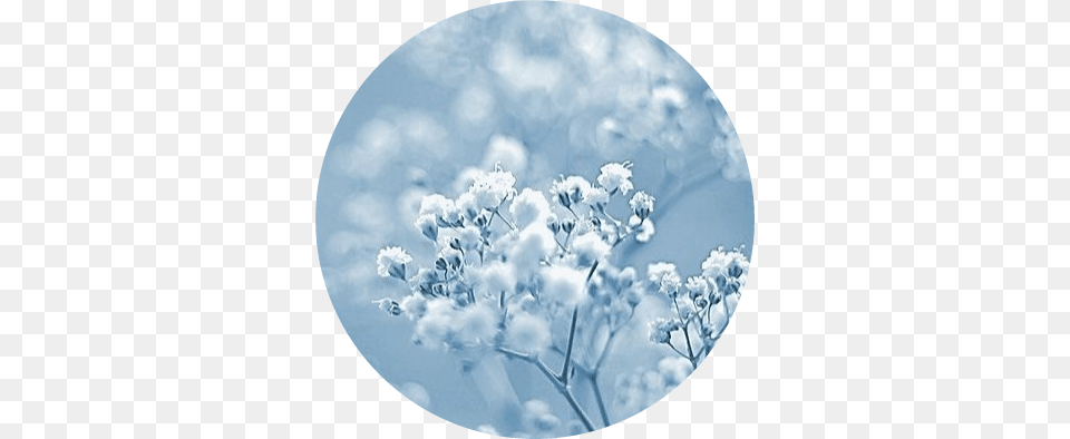 Blue Bluepastel Bambi Aesthetic Tumblr Good Night Winter Flowers, Photography, Plant, Flower, Outdoors Free Png Download